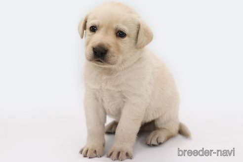 成約済の神奈川県のラブラドールレトリーバー-357559